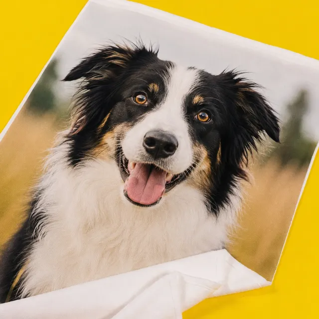 Foto-Handtuch mit dem Porträt eines Border Collies vor gelbem Hintergrund. Gestalte dein Foto-Handtuch bei ORWO mit deinem Lieblingsmotiv – ob mit Vorlage oder ganz allein kreativ.