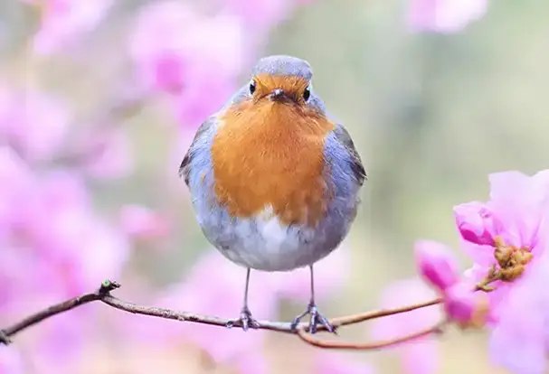 Ein Rotkehlchen sitzt auf einem dünnen Ast, welcher von der beginnenden rosa Kirschblüte umrahmt wird. Ein rosafarbenes Bokeh verstreut Freude auf den Frühling.