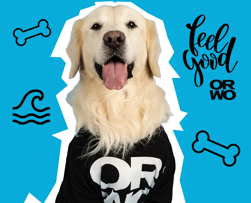 Freundlich schauender Labrador mit schwarzen ORWO Shirt vor blauem Hintergrund. Als Feel-Good-Manager bei ORWO genießt Marley Snacks und Aufmerksamkeit im Marketing.
