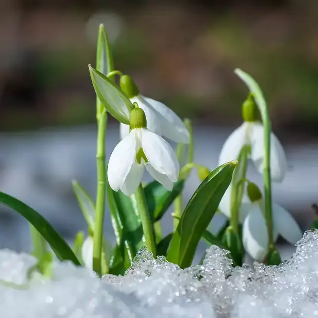 Nahaufnahme von Schneeglöckchen im Schnee. Für schöne Frühlingsfotos muss der Zeitpunkt gut gewählt sein.