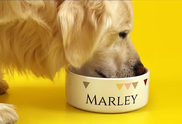 Labrador Marley frisst aus seinem Hundenapf. Bestell für deinen 4-Beiner bei ORWO!