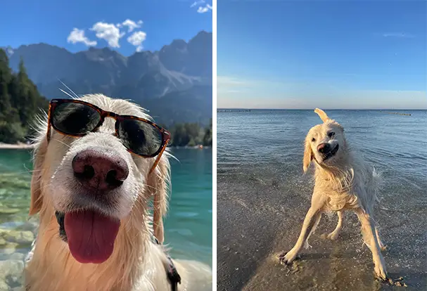 Collage aus 2 Fotos. Links cooler Hind mit Sonnenbrille, rechts, nasser Labrador am Meer, der sich schüttelt.