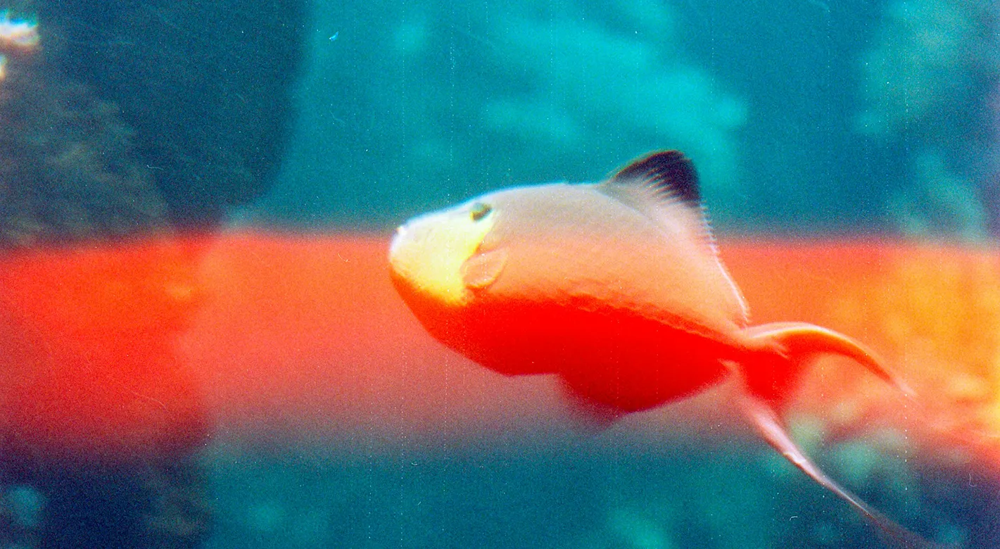 Ein kleiner Fisch schwimmt durch ein Riff. Es ist eine analoge Fotografie mit einem charmanten Fehler: das Bild zeigt eine einzigartige Filmkörnung. 
