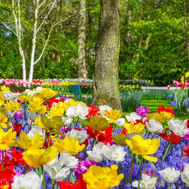 Bunte Frühlingsblumen mit einem Park im Hintergrund. Der Frühling ist bunt! Fange diese Farben in deinen Frühlingsfotos ein.