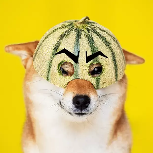 Tipps für Tierfotografie: Kreative und humorvolle Ideen Ein Hundeporträt der besonderen Art: Der Hund trägt eine halbe Melone als Helm, mit Löchern für die Augen und aufgeklebten Augenbrauen. Ein witziges Motiv, das zeigt, wie viel Spaß Tierfotografie mit kreativen Ideen machen kann.