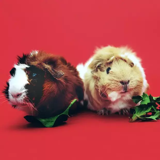 Tierfotografie Tipps: Kleine Tiere groß in Szene setzen Zwei niedliche Meerschweinchen sitzen dicht nebeneinander, während vor ihnen frische Salatblätter liegen. Ein harmonisches und ruhiges Motiv, perfekt, um Details und Charakter dieser kleinen Tiere einzufangen.