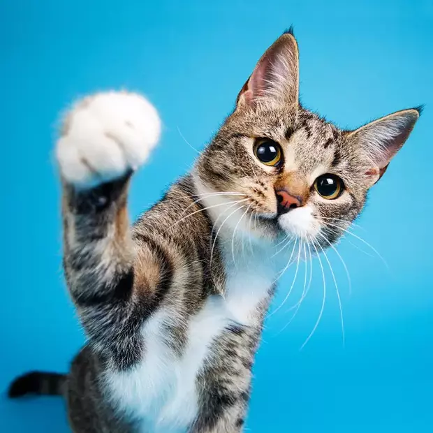 Tipps für Tierfotografie: Verspielte Momente einfangen Eine junge Katze in Nahaufnahme hebt spielerisch ihre Pfote, bereit für ein kleines Spiel. Ein lebendiges und ausdrucksstarkes Motiv, das zeigt, wie man tierische Bewegungen perfekt einfängt.