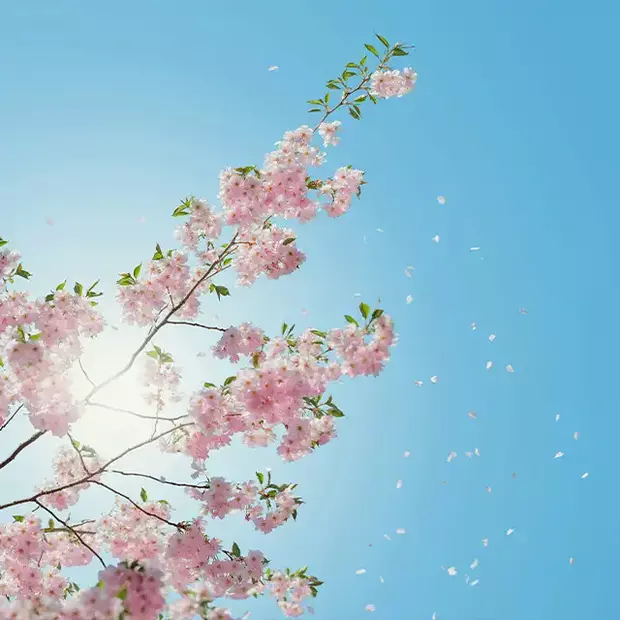Frühlingsfotos mit Dynamik: Bewegung einfangen Äste eines blühenden Kirschbaumes, die zur Sonne hin fotografiert sind und von denen Blütenblätter herabfallen. Fange solche Bewegungen in deinen Frühlingsfotos ein.