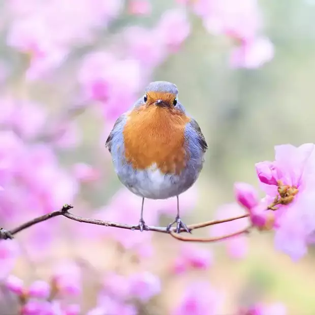 Ein Vogel sitzt auf einem dünnen Zweig mit rosa Blüten, der Hintergrund ist verschwommen. Frühlingsfotos mit diesem Effekt erzielst du mit einer großen Blendenöffnung.