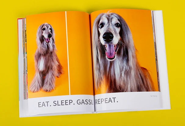 Aufgeschlagenes Fotobuch mit großformatigen Hundefotos auf leuchtend orangenen Seiten vor gelbem Hintergrund
