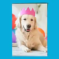 Fotoposter mit Hund Marley, der eine rosa Papierkrone trägt. Ausdrucksstark und humorvoll als dekoratives Highlight für jeden Raum. Perfekt für Tierliebhaber.