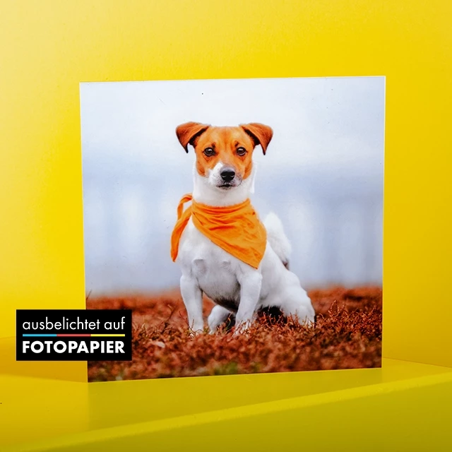 Fotos in quadratisch bestellen, ausbelichtet auf Fotopapier Quadratische Fotoabzüge bestellen: Bei ORWO kannst du dein Lieblingsfoto von deinem Haustier auf professionellem Fotopapier ausbelichten lassen, in matt.